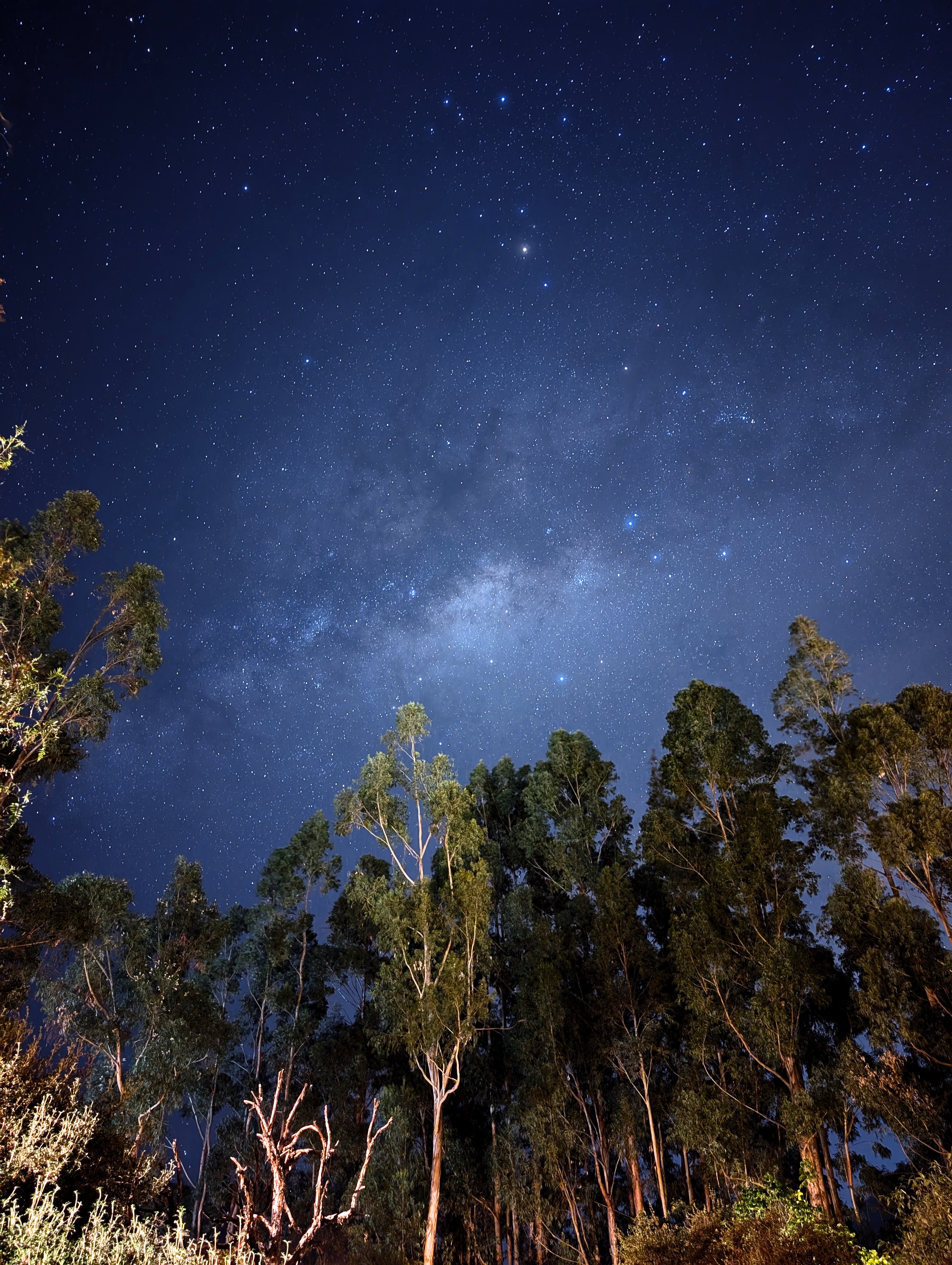 Galactic Core with Trees